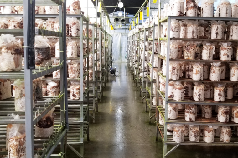 緑工房-キノコ栽培工場